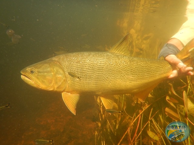 PIRA LODGE - Pantanal Argentino - Temporada 2.016